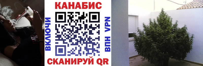 Купить закладки  Новосокольники  Шишки марихуана план 